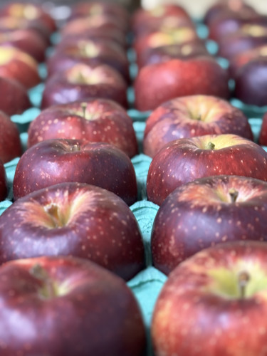 葉とらずりんご。