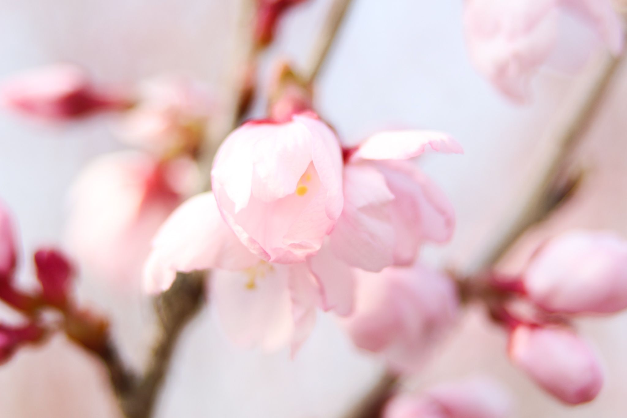 店の前の桜が満開です。
