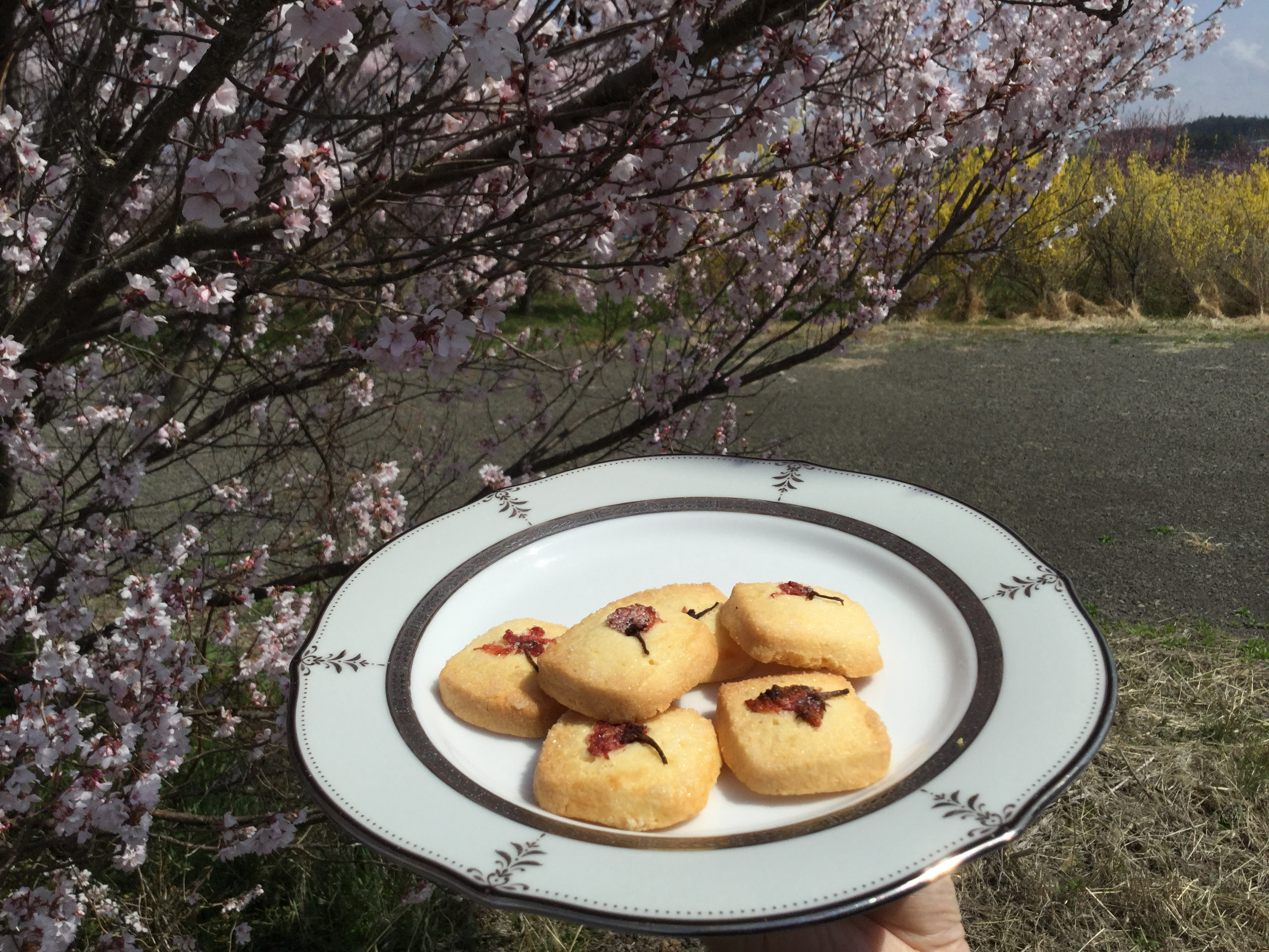 桜のクッキーできました。