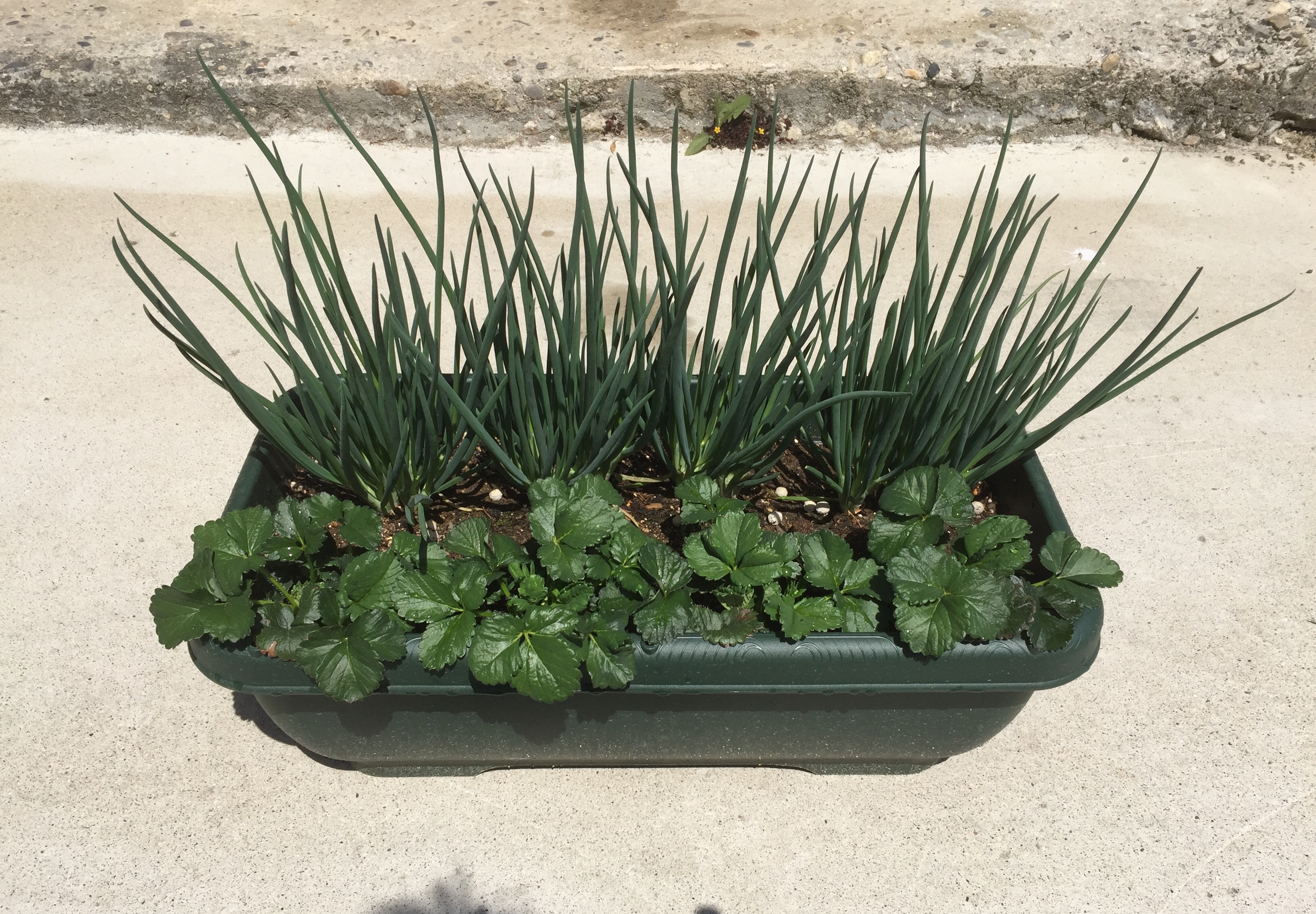 100以上 サンチュ 栽培 プランター サンチュ 栽培 プランター Gazojpink