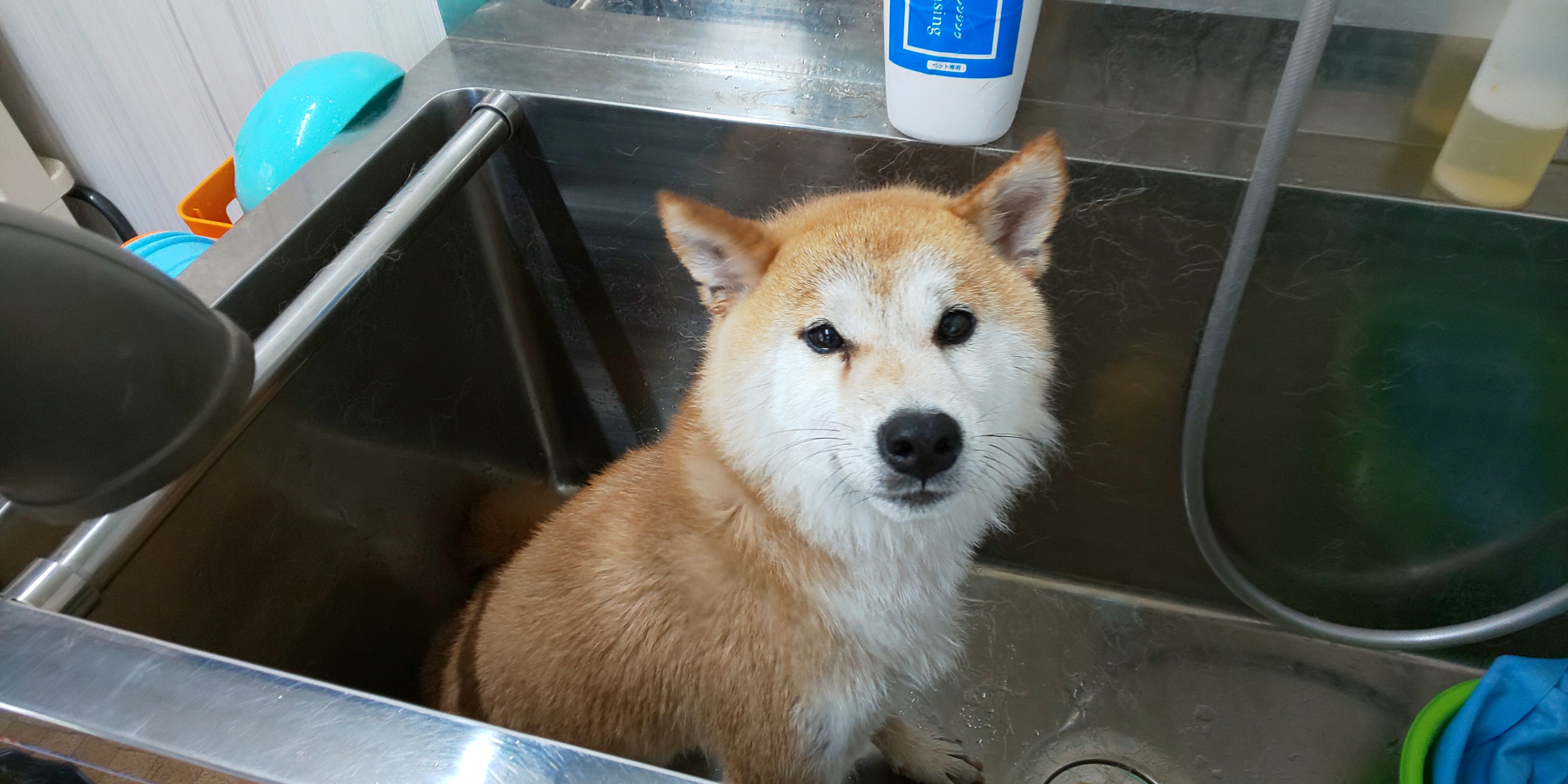 ダイゴロウくん 犬の美容室 レインボー