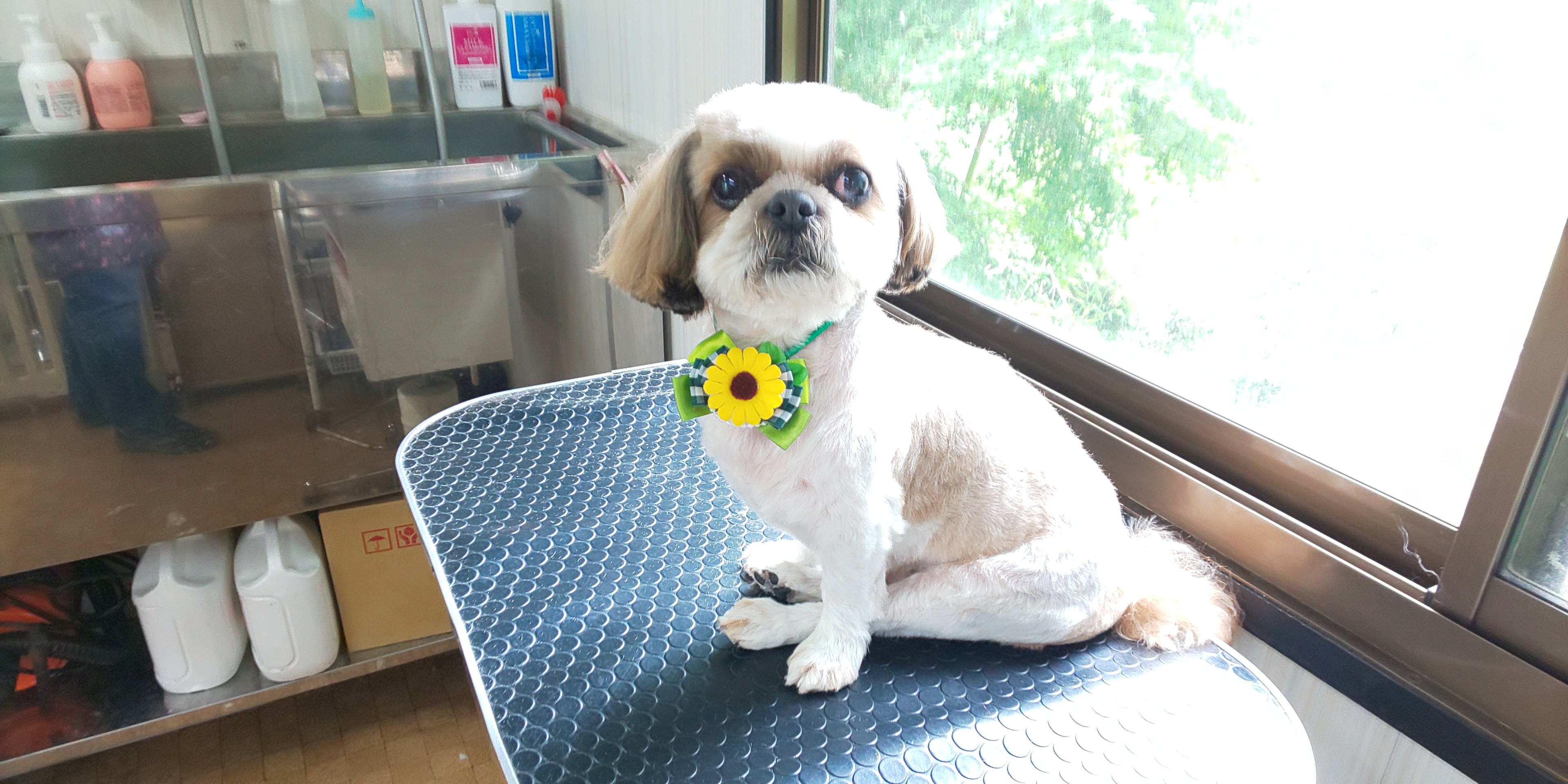 ロンくん 犬の美容室 レインボー