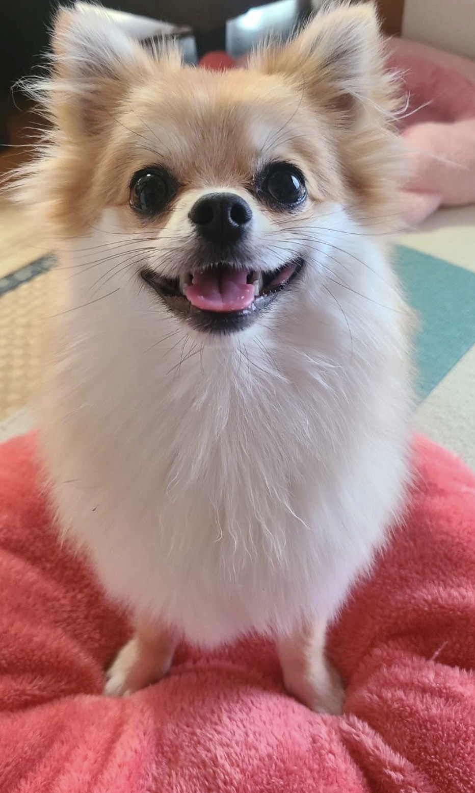 dog