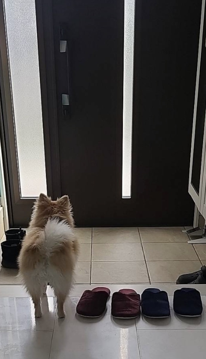 dog