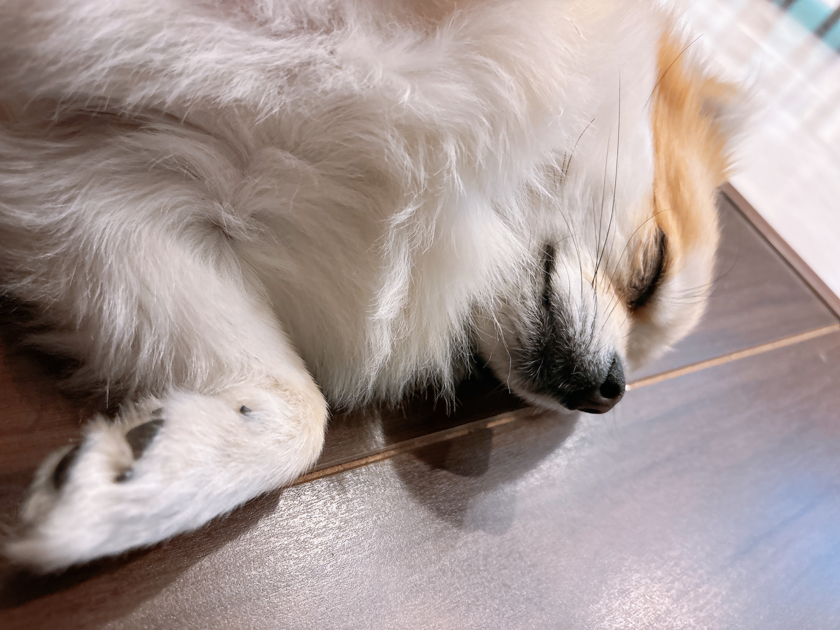 dog