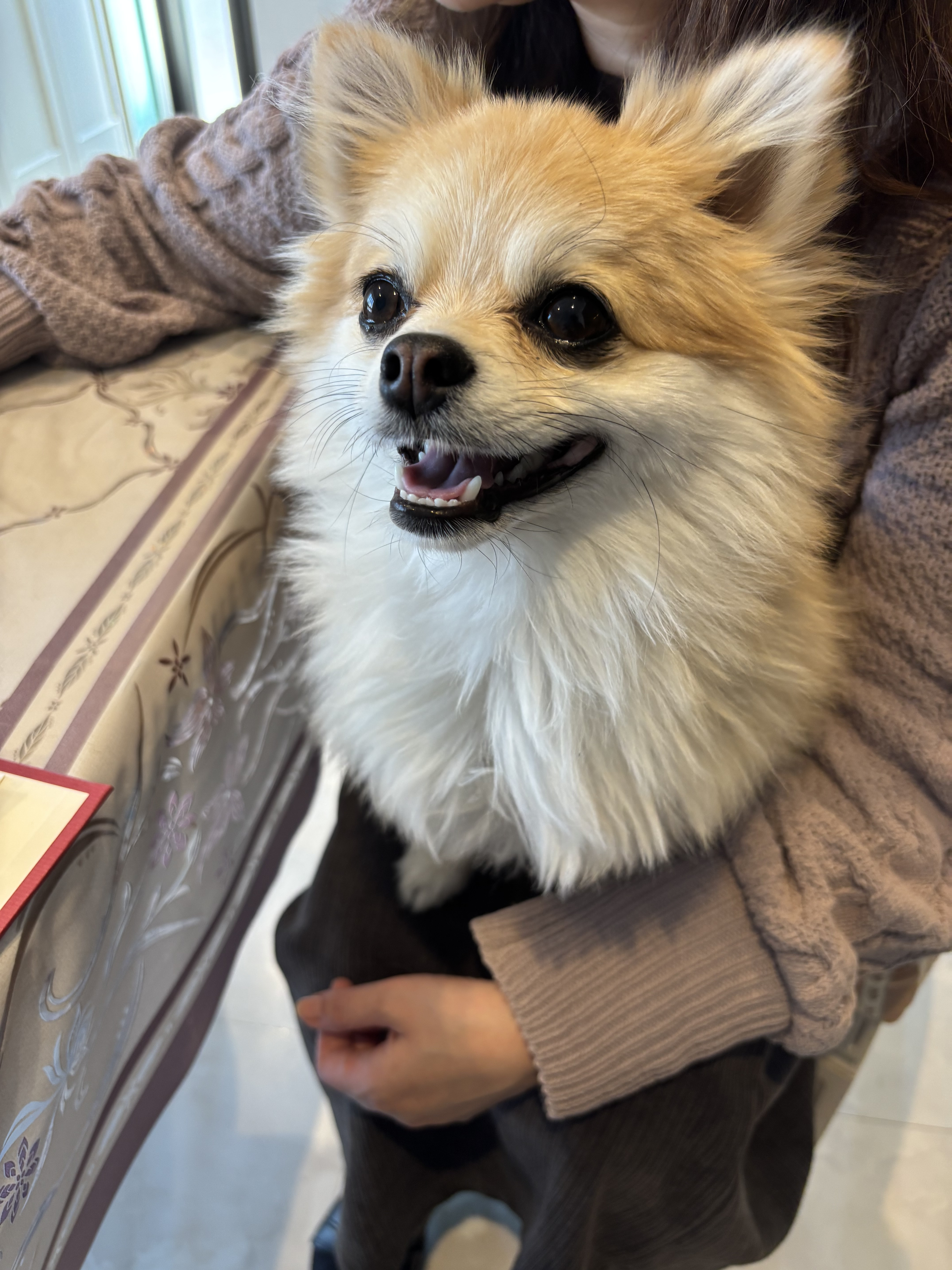看板犬