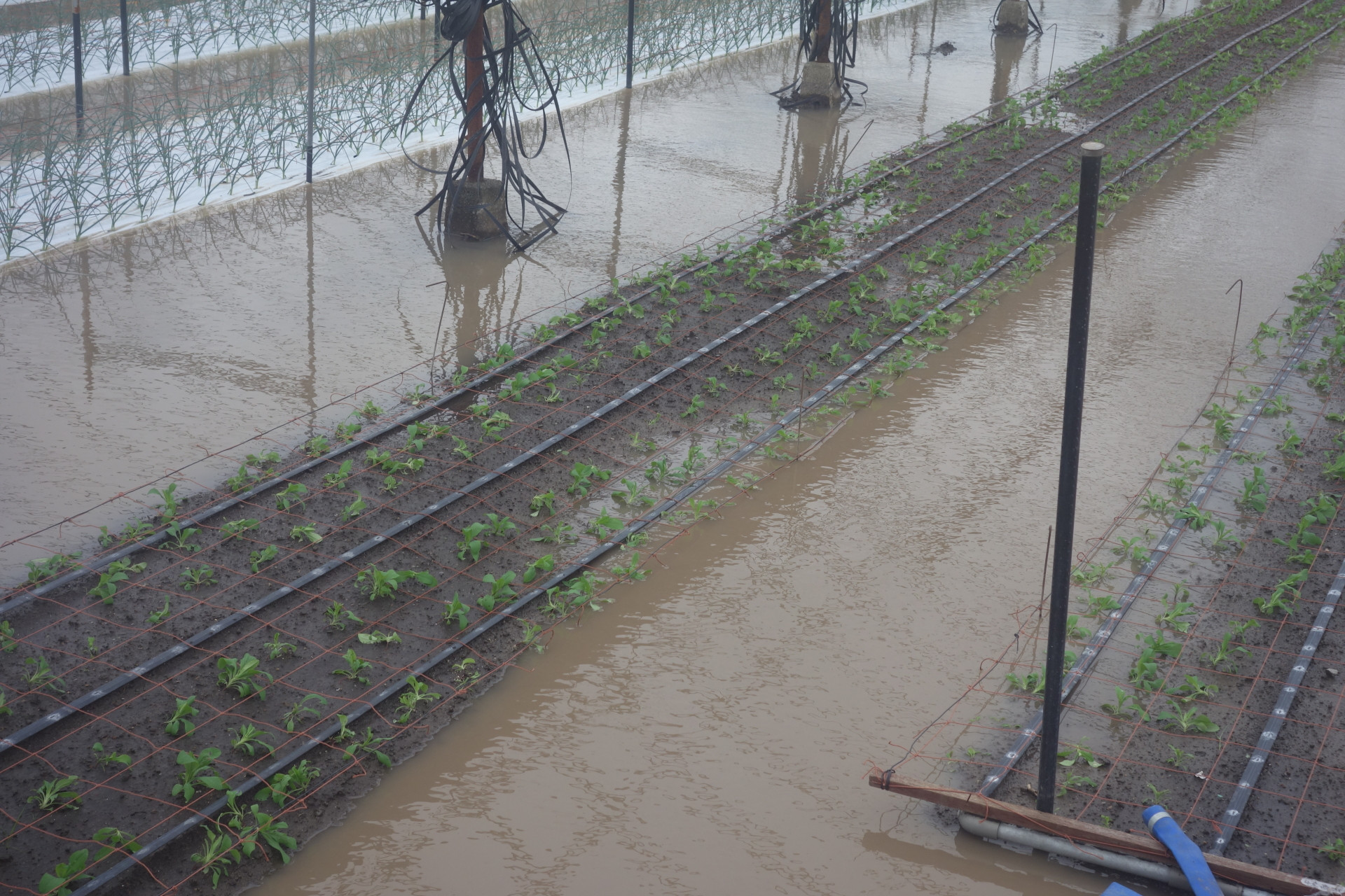 大雨による冠水被害③