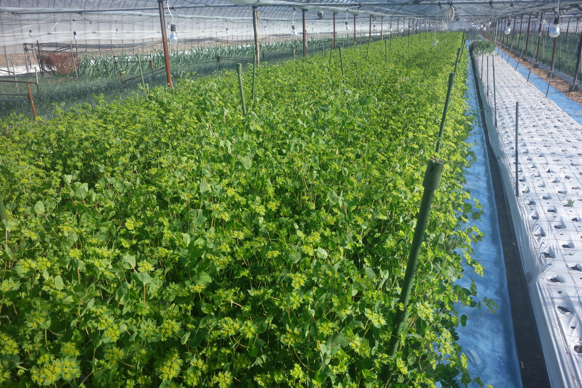 れんこん畑の花屋「木村園芸」