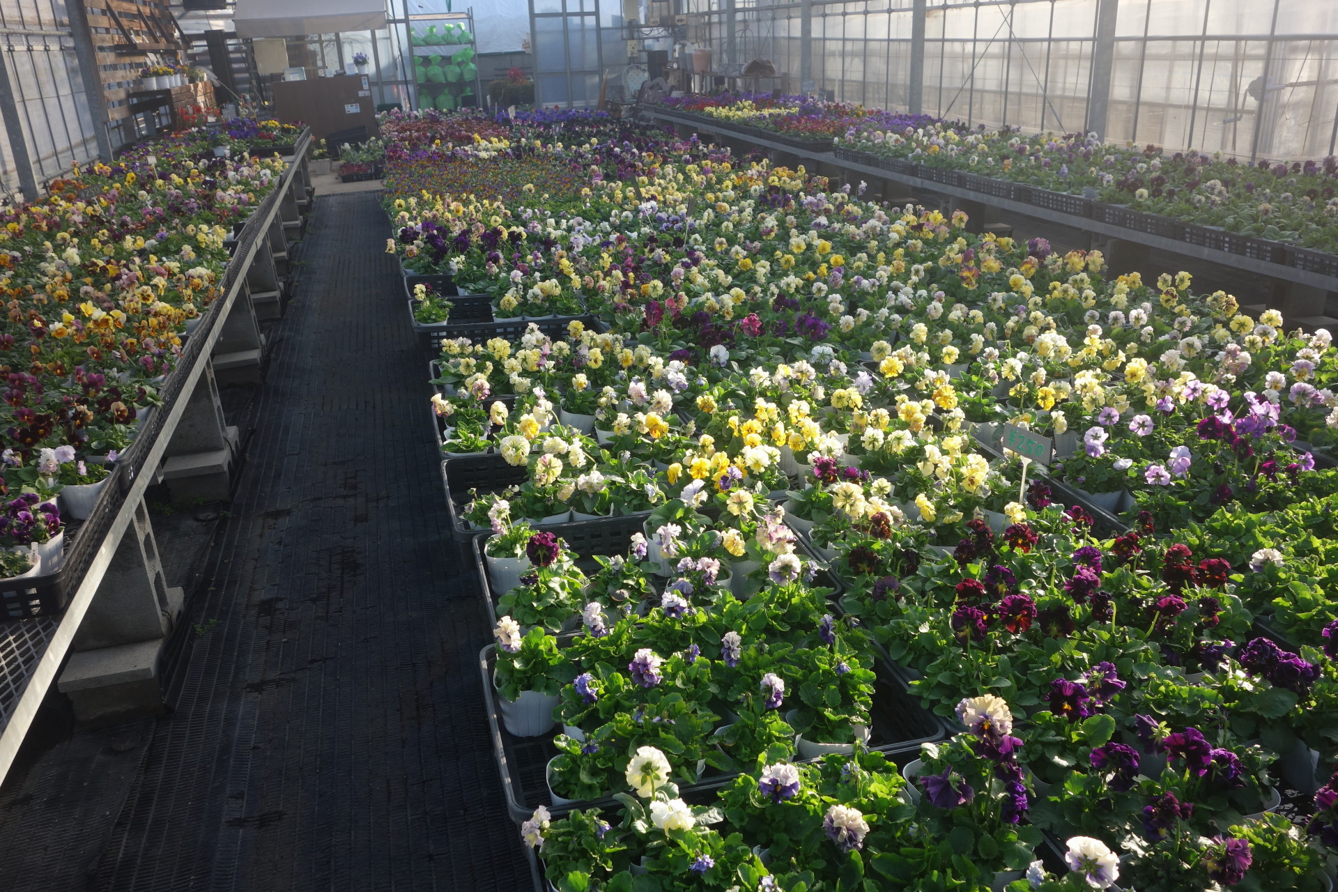 12月20日土曜まで販売します