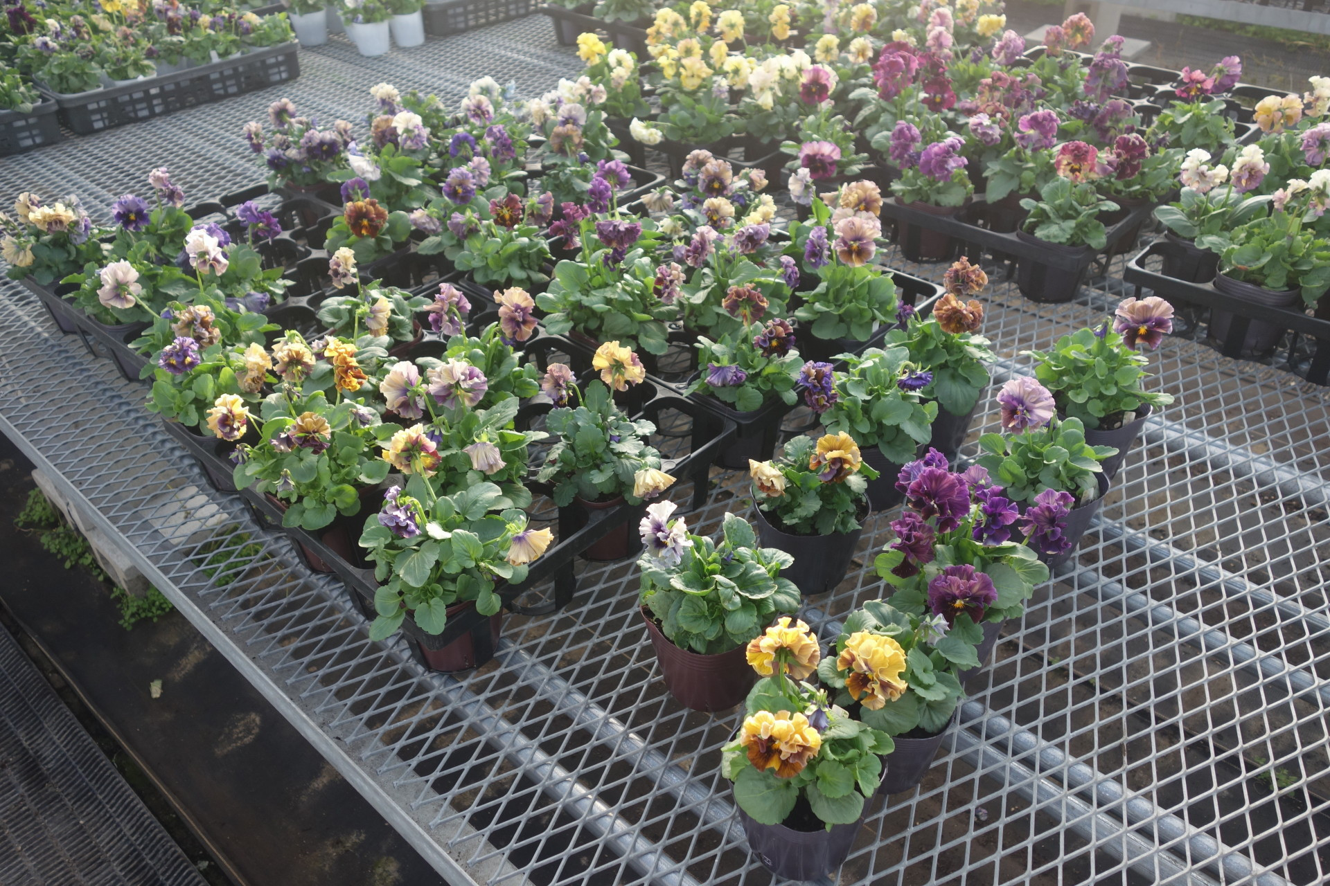 親株の選抜確保が進む