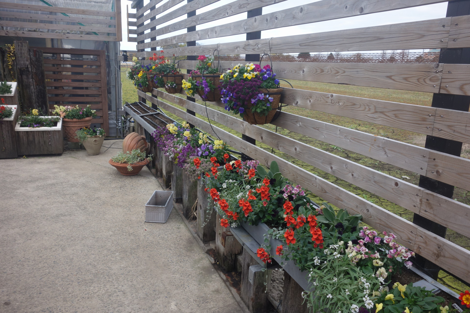 前面の植え込み