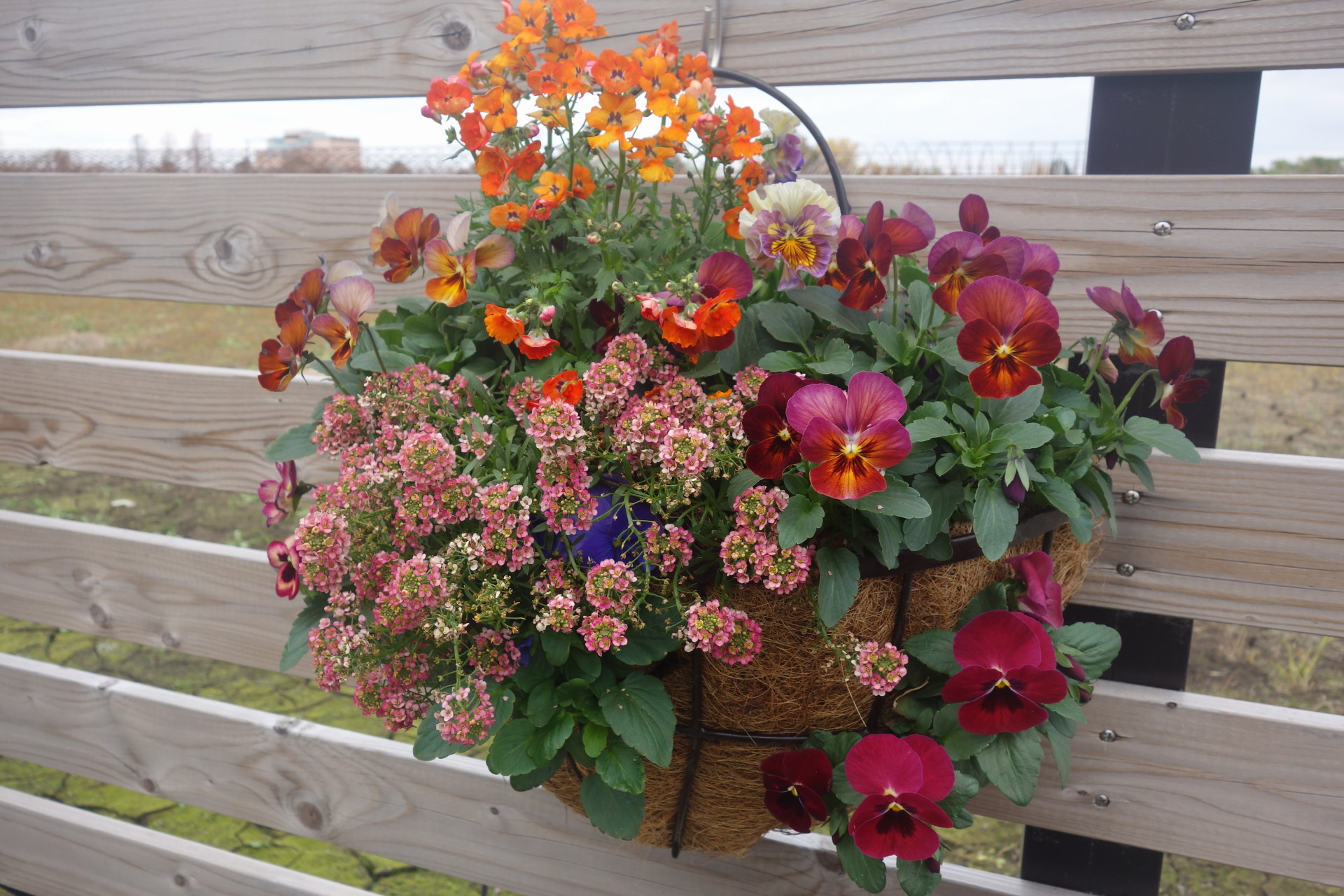 ハンギングも販売