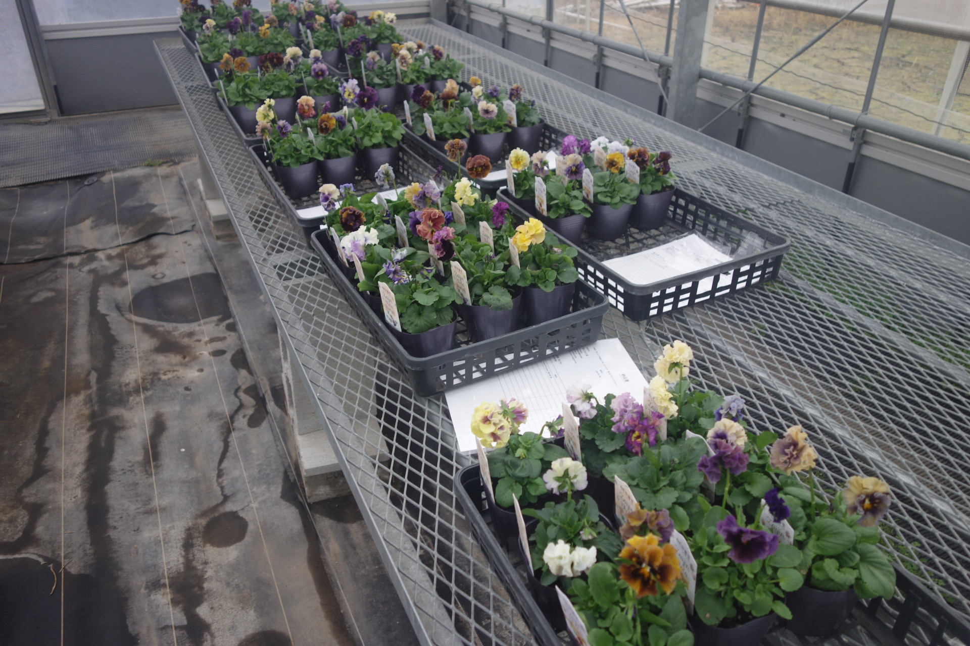 通販最終便、ありがとうございました。