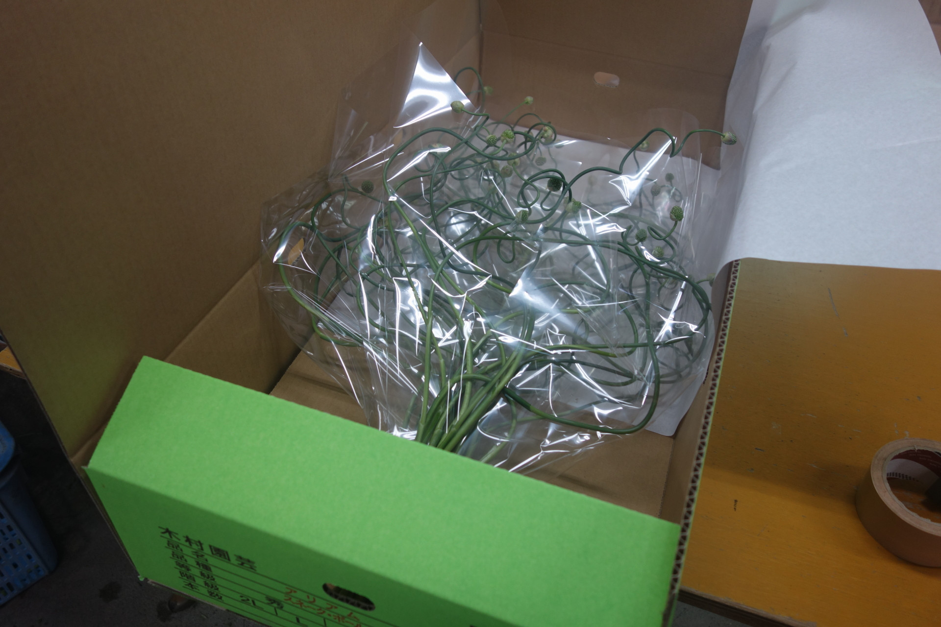 アリアム「スネークボール」始まる