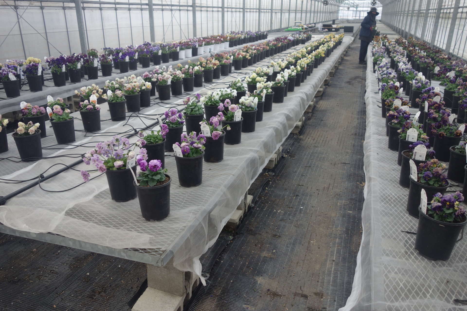 親株の選抜確保が進む