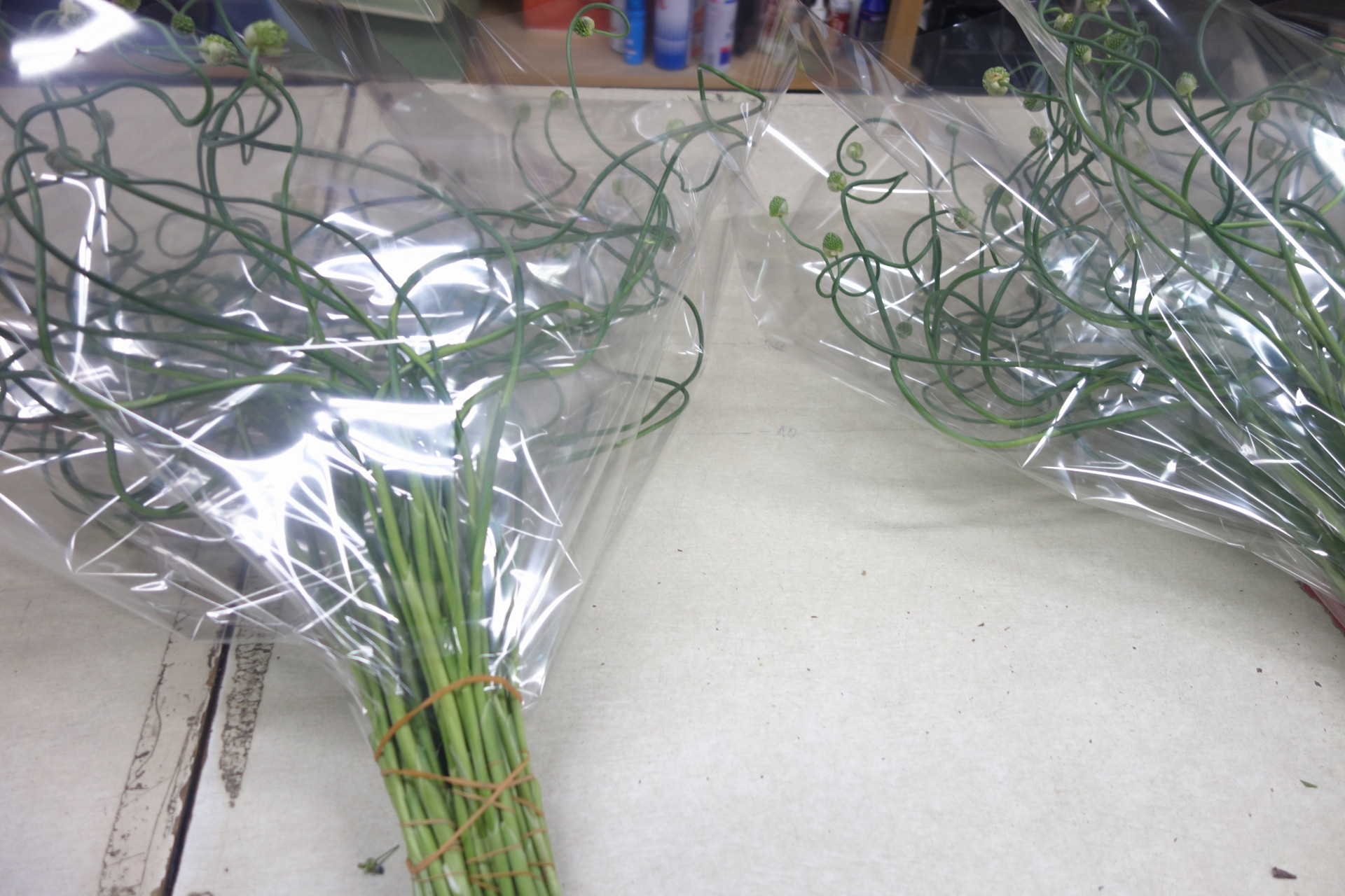 アリアム「スネークボール」