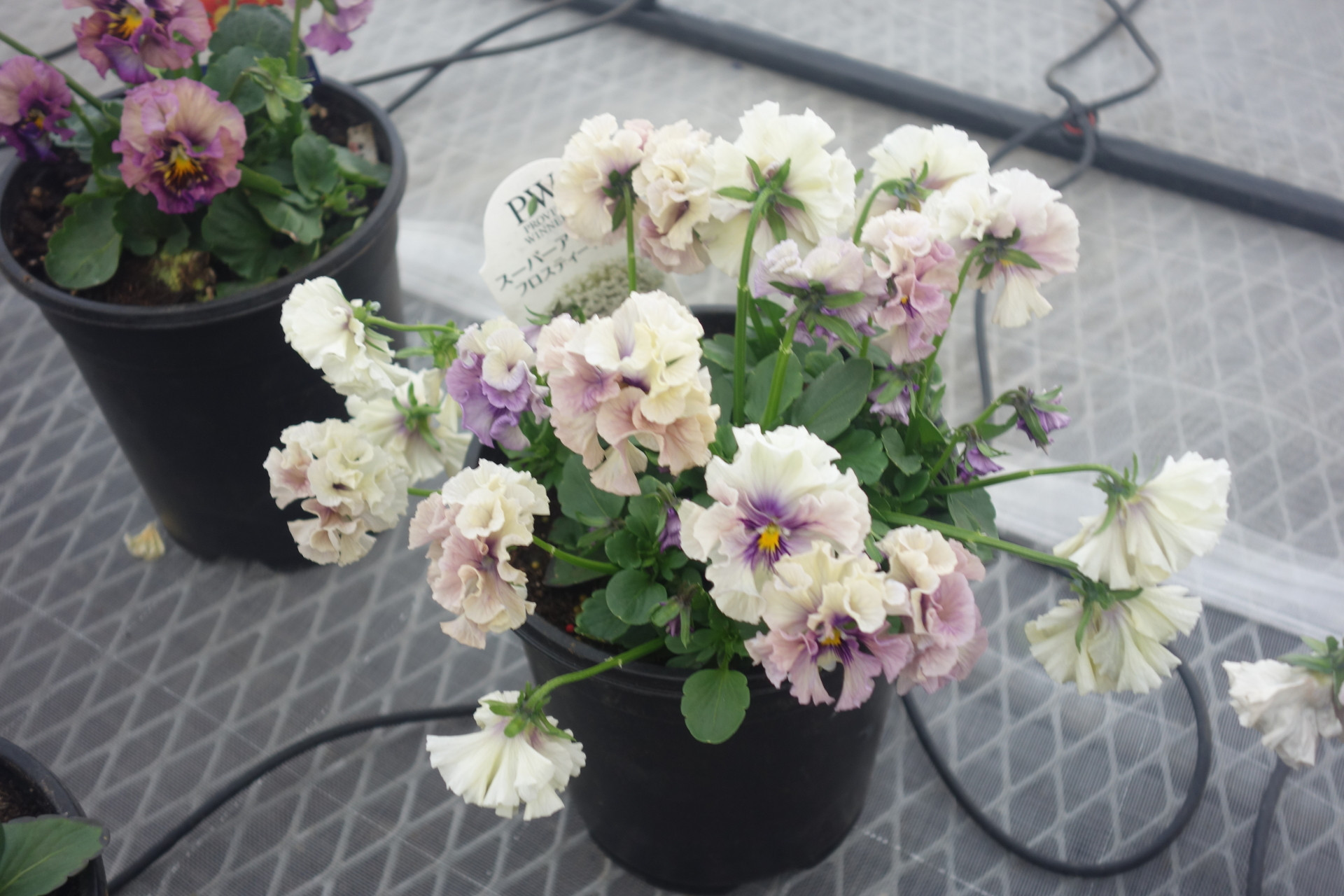 ZAIJINビオラ「パピエ」