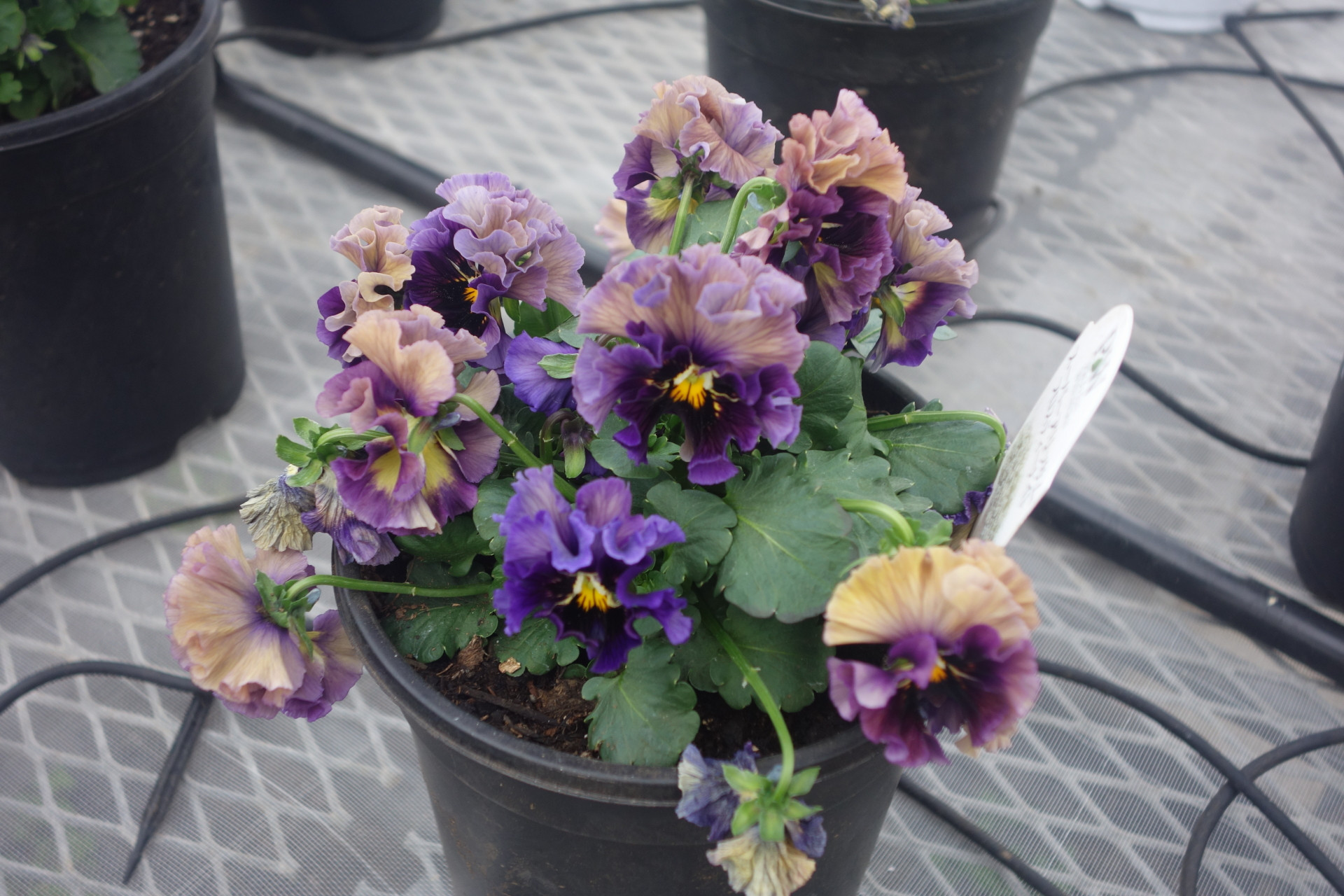 「パピエ渋茶」