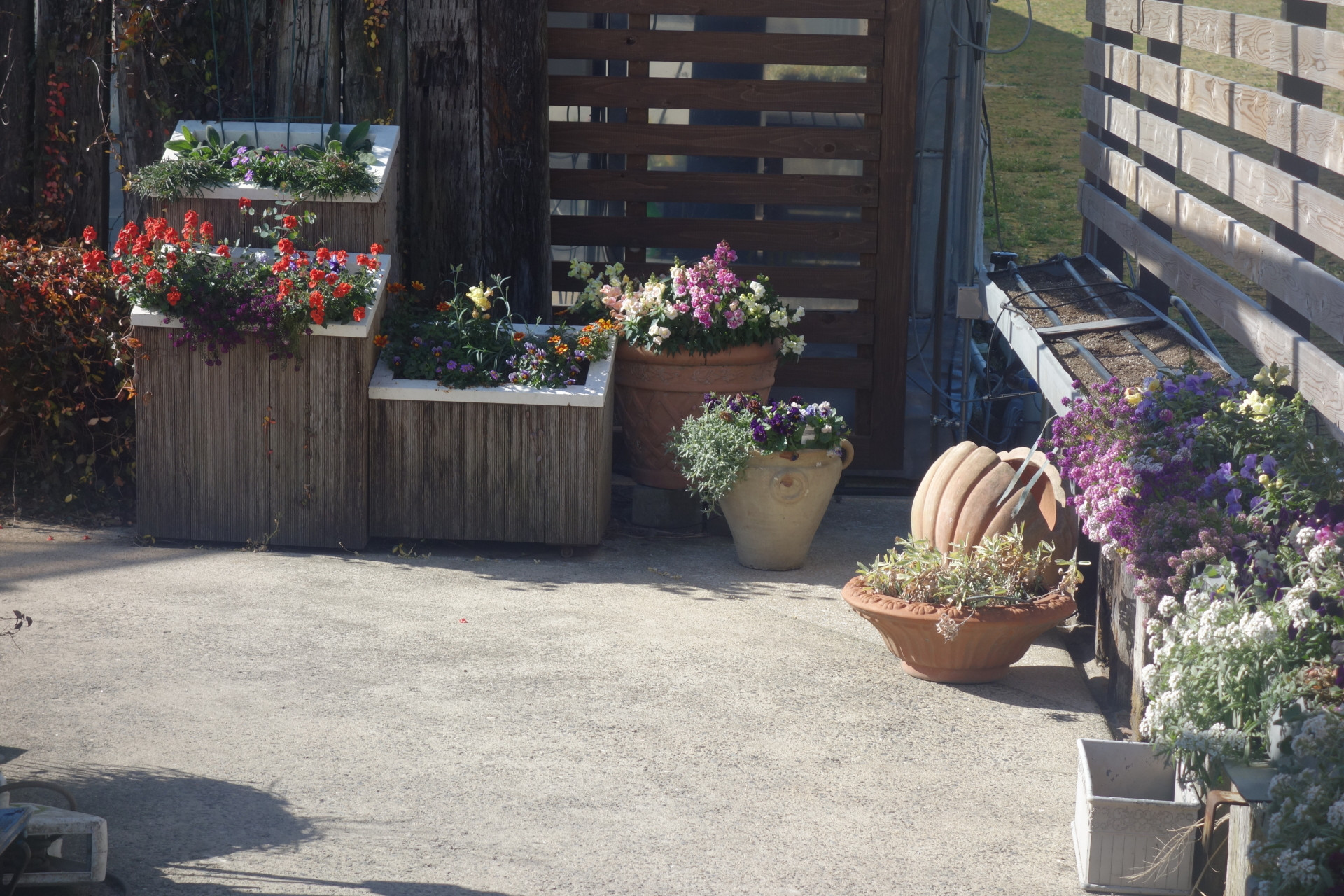 パンジービオラの購入、ありがとうございました。