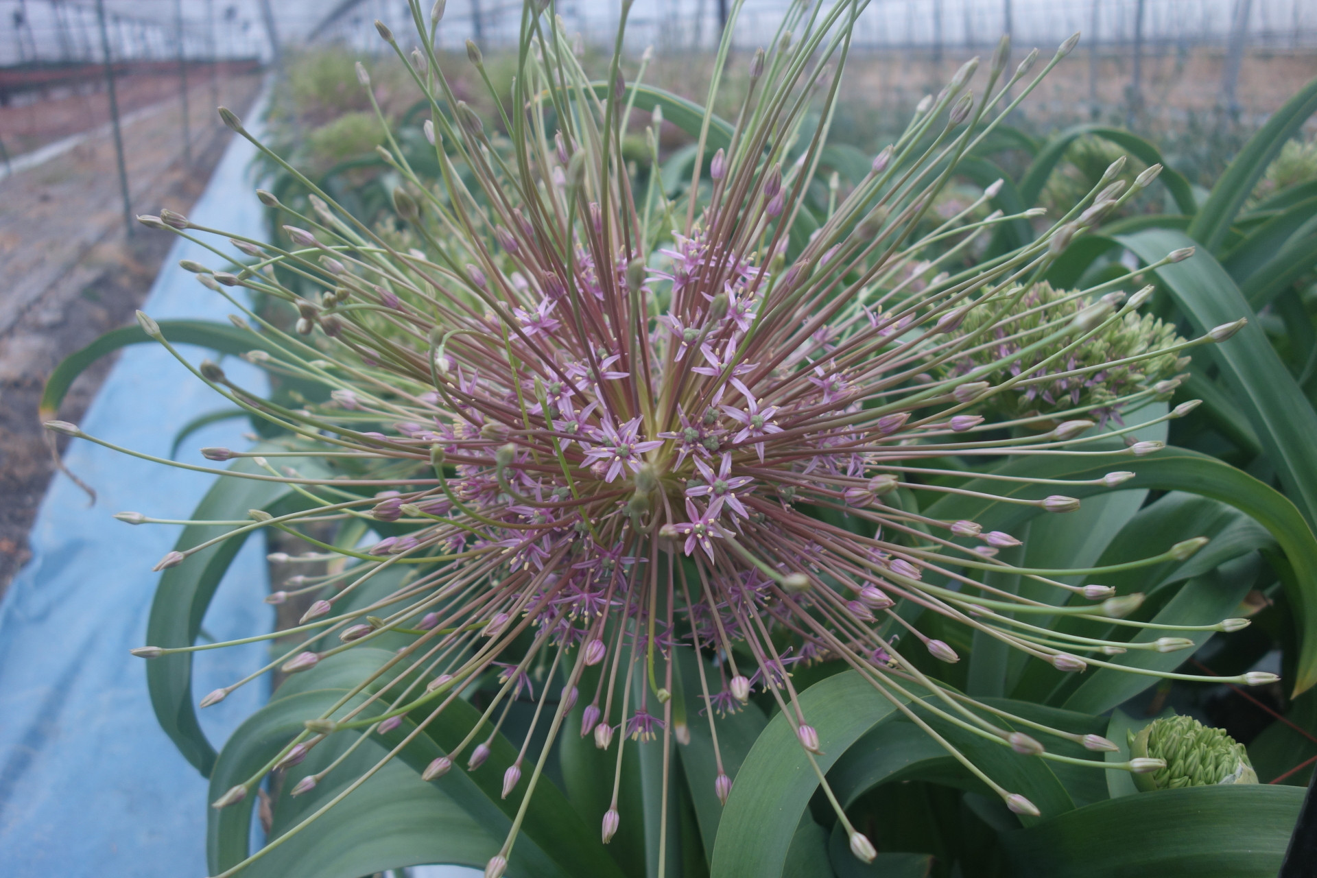 れんこん畑の花屋「木村園芸」