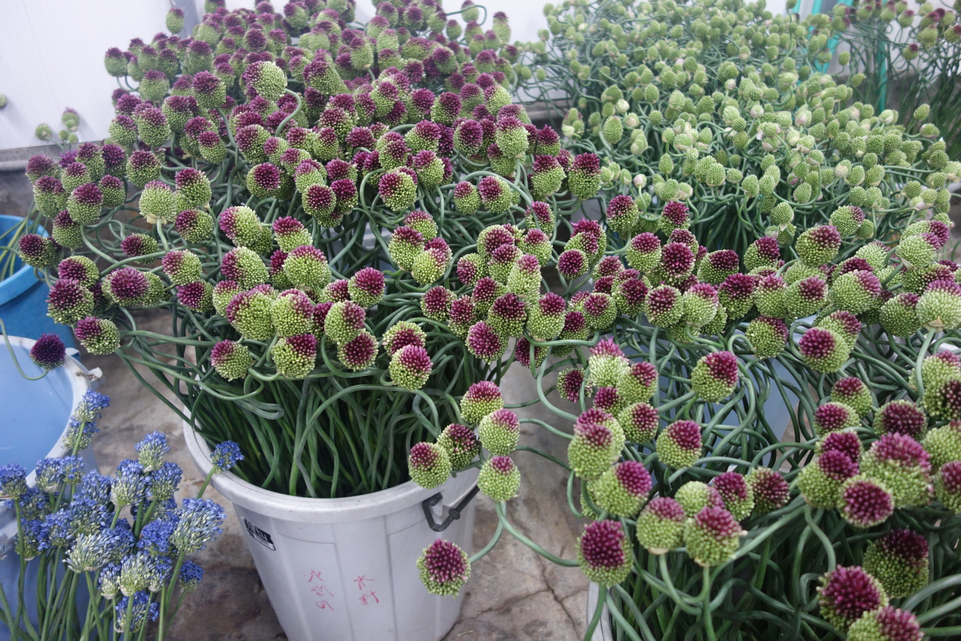 アリアム「おてもやん」始まる