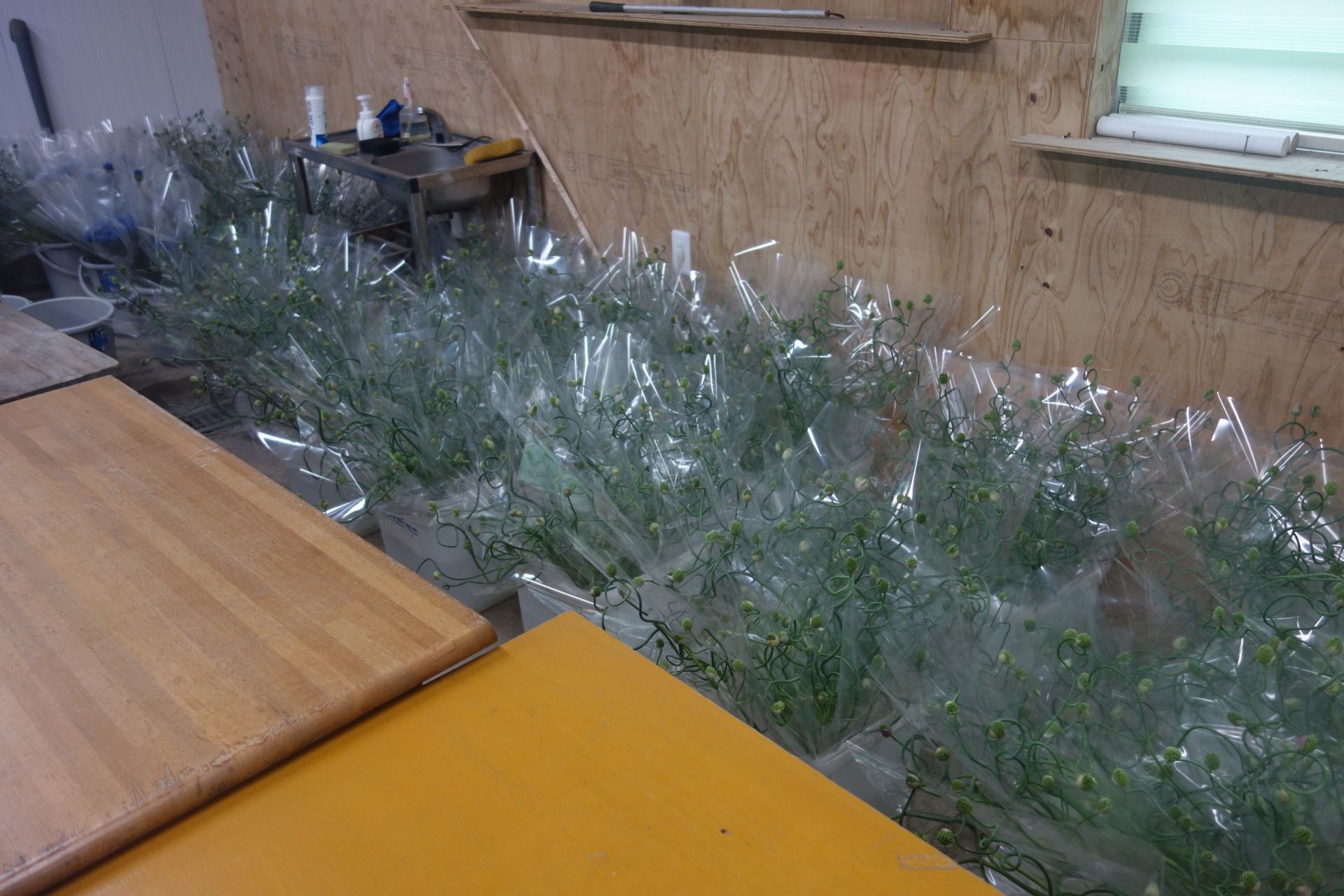 アリアム「スネークボール」