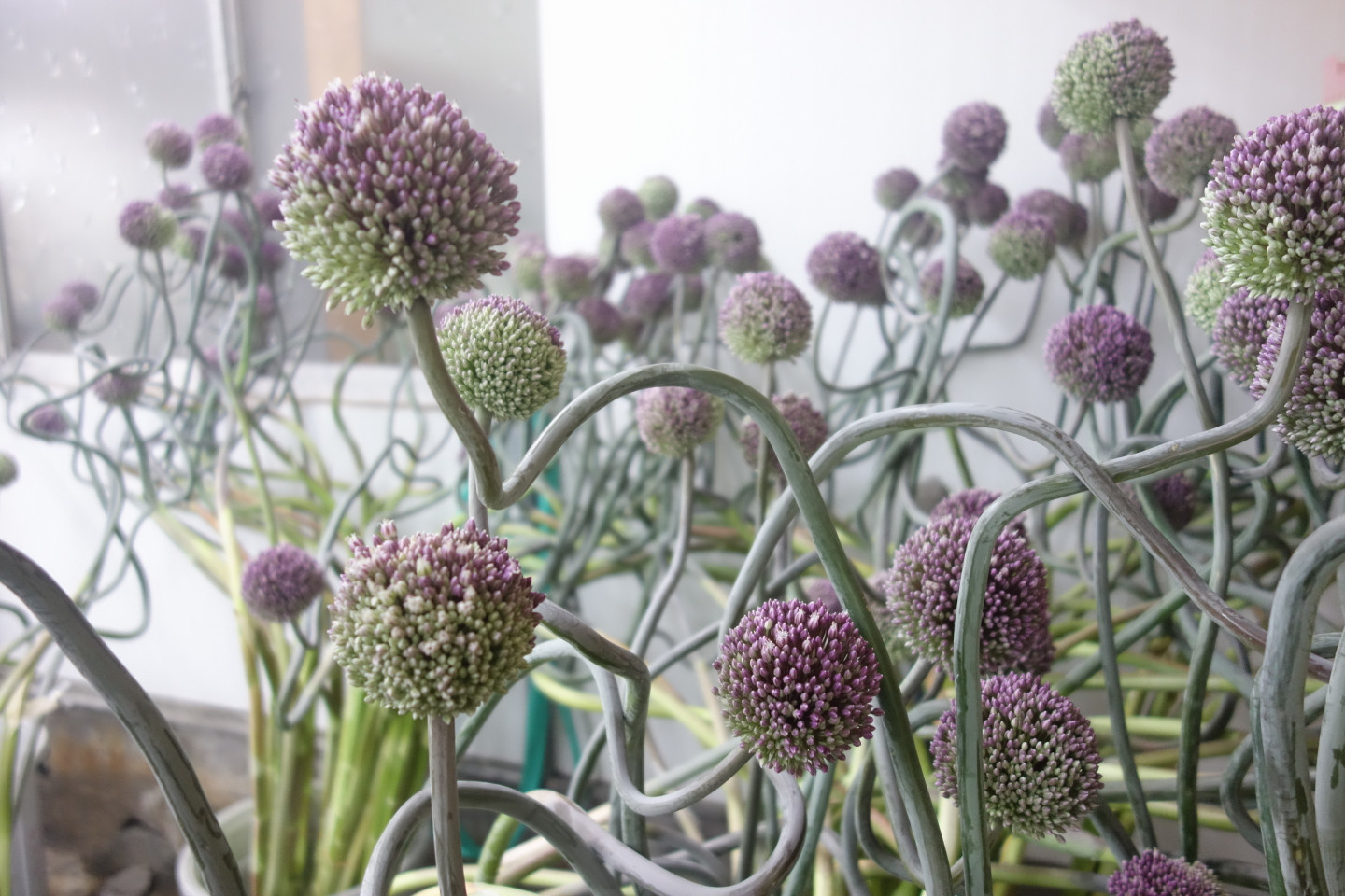 アリアム「昇龍」準備中