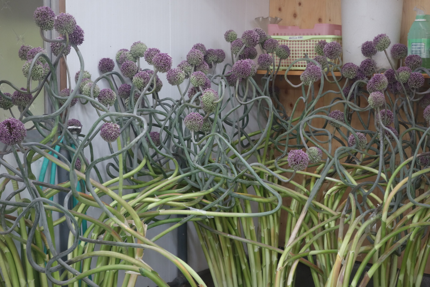 アリアム「昇龍」