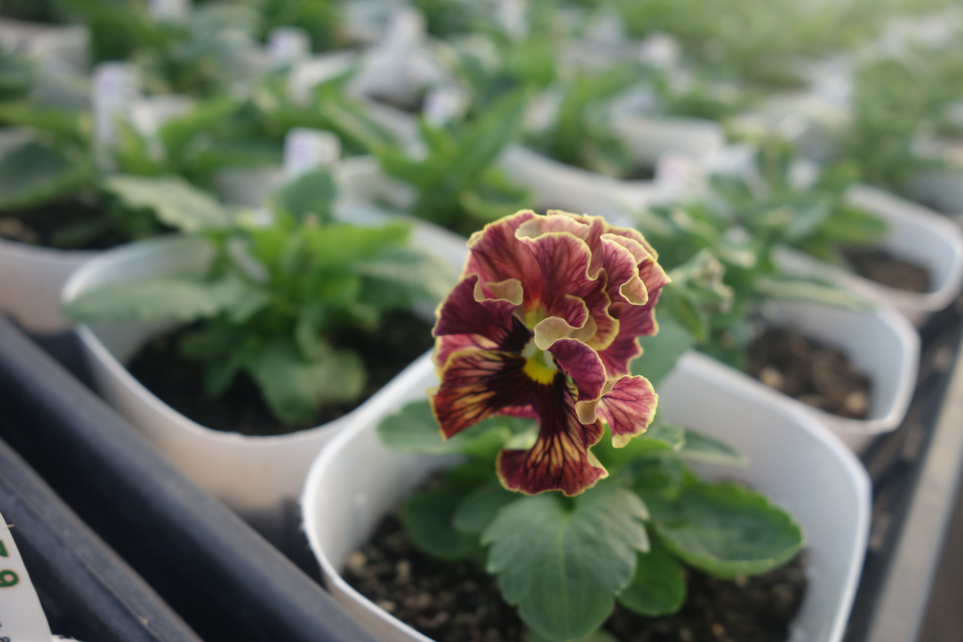 ZAIJINビオラパピエ系も開花始まる
