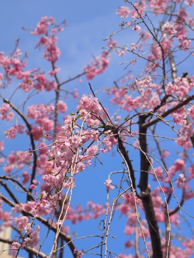 練馬区高野台の桜
