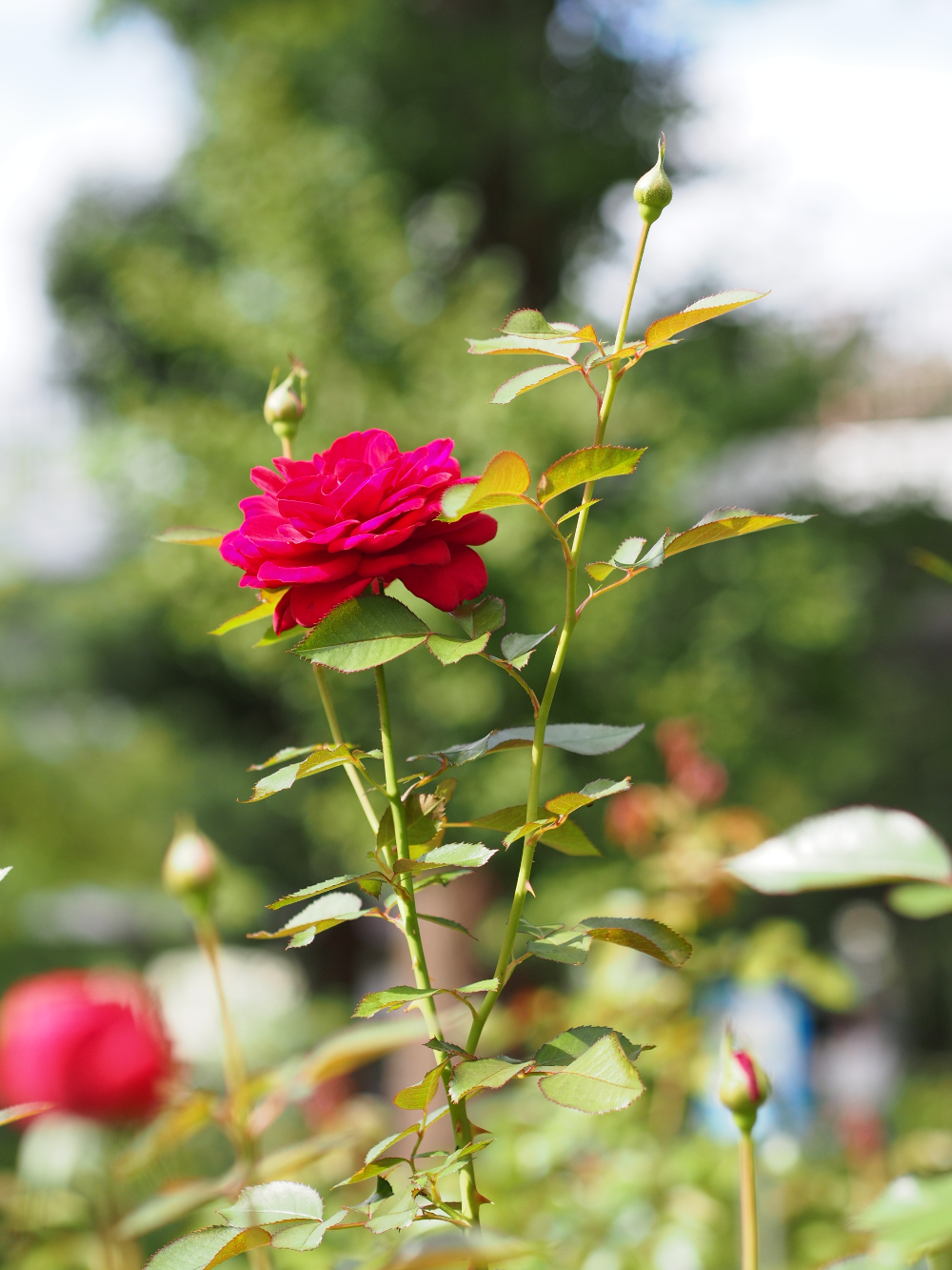 PA037518_1000px.JPG