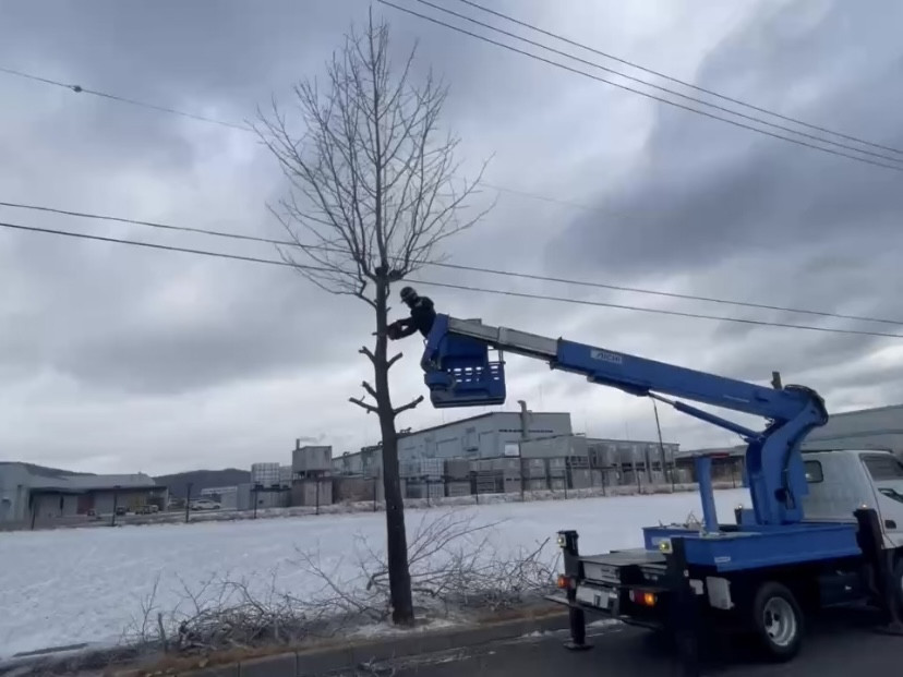 冬景色のなか街路樹管理🌳❄️