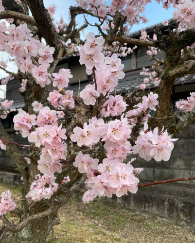 🌸在庫紹介🌸