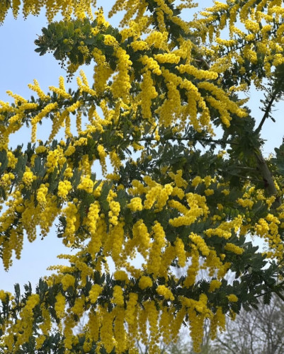 在庫紹介🌼