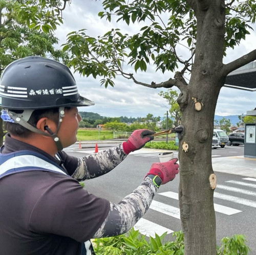 伊賀市役所駐車場🅿️高木支障枝除去業務✂️