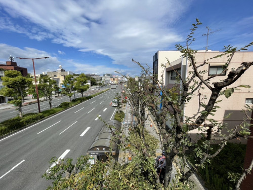 ケヤキ剪定🌳✂️