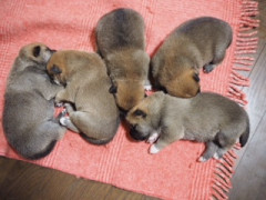 子犬.jpg