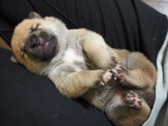 子犬１.jpg
