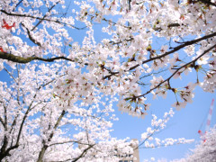 sakura.jpg