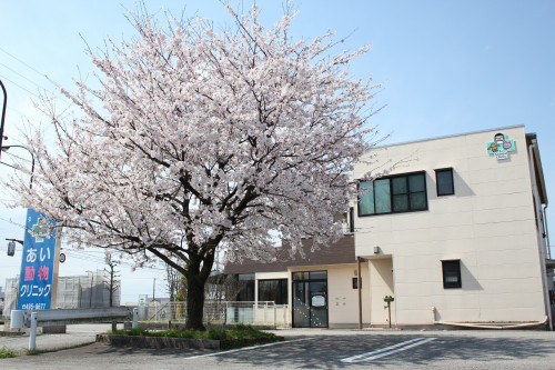 桜.jpg