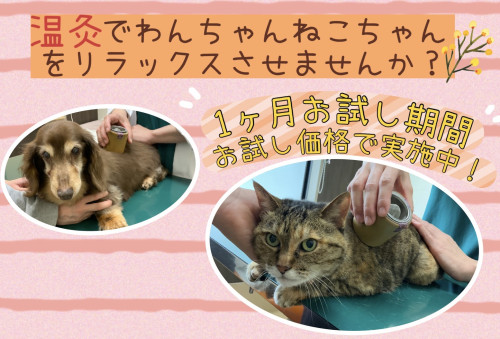 温灸はじめました♡