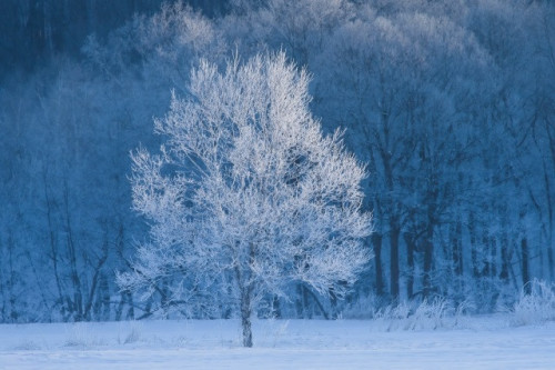 冬景色　雪　樹木　20201230.jpg
