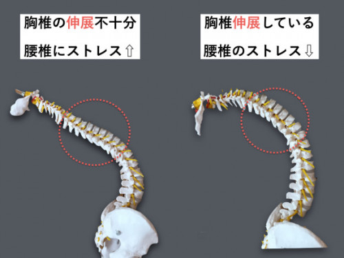 胸椎・胸郭-もけい2.006-580x435.jpg