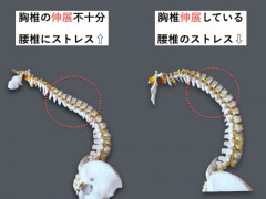 胸椎・胸郭-もけい2.006-580x435.jpg