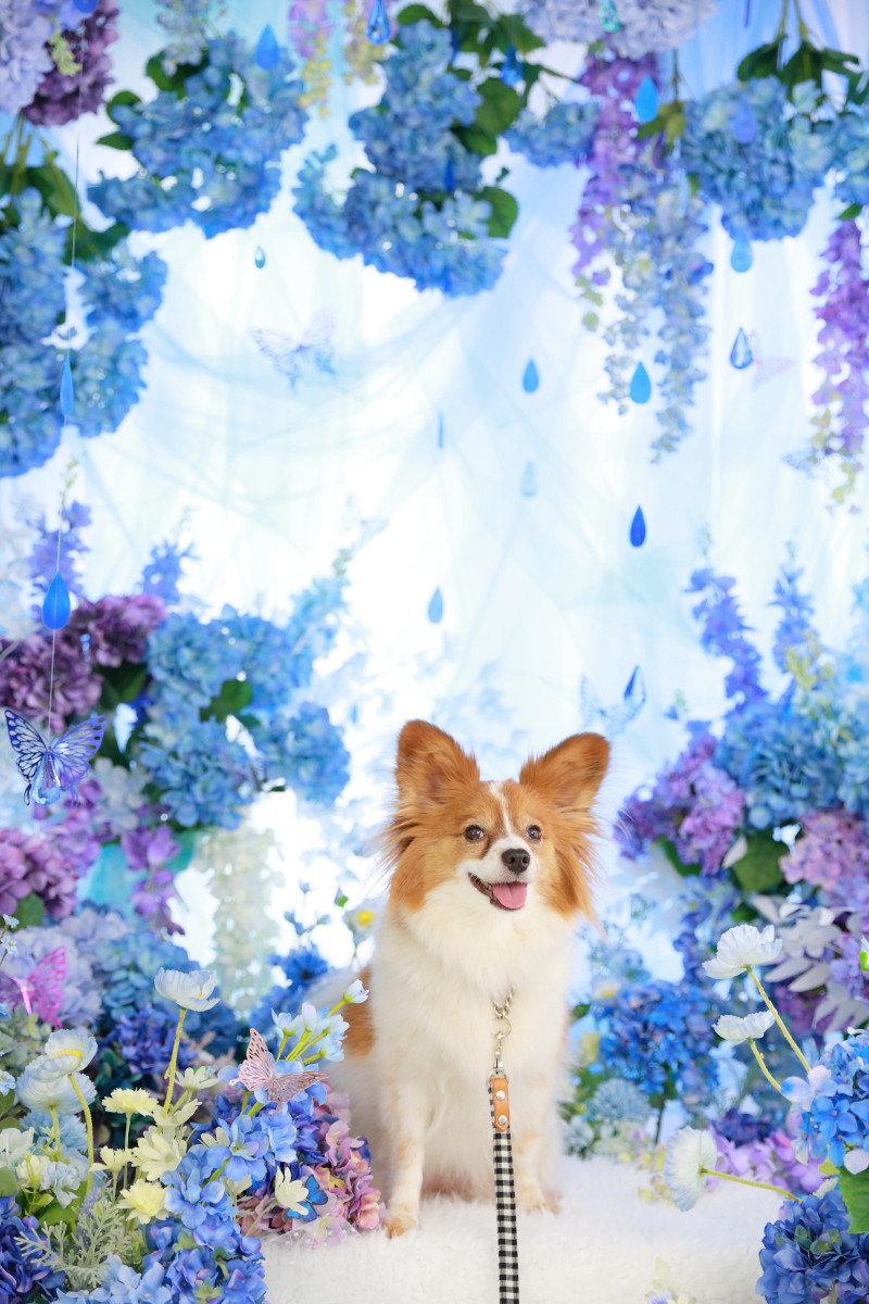 26wanko_sample_229.JPG