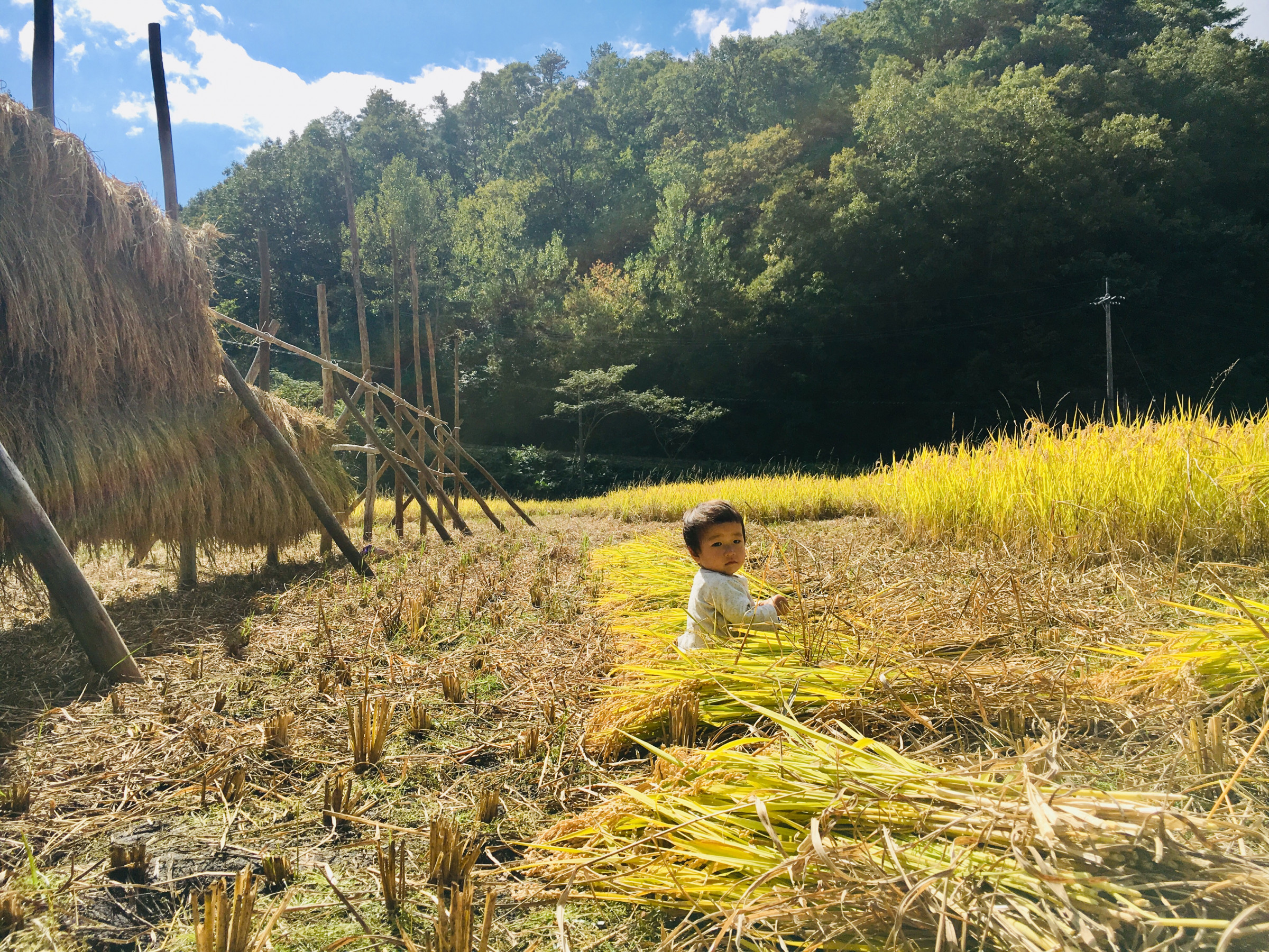 収穫の秋。黄金の国、ニッポン！