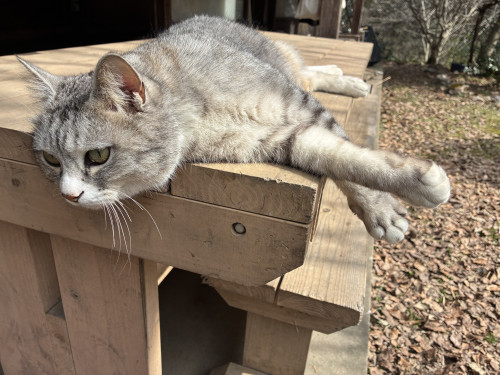 看板猫・クルミ