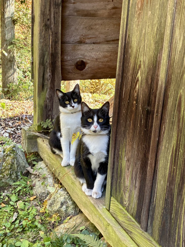 看板猫・フウ、ユキ