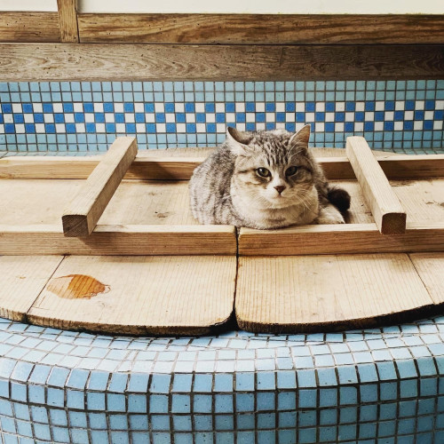 五右衛門風呂家族