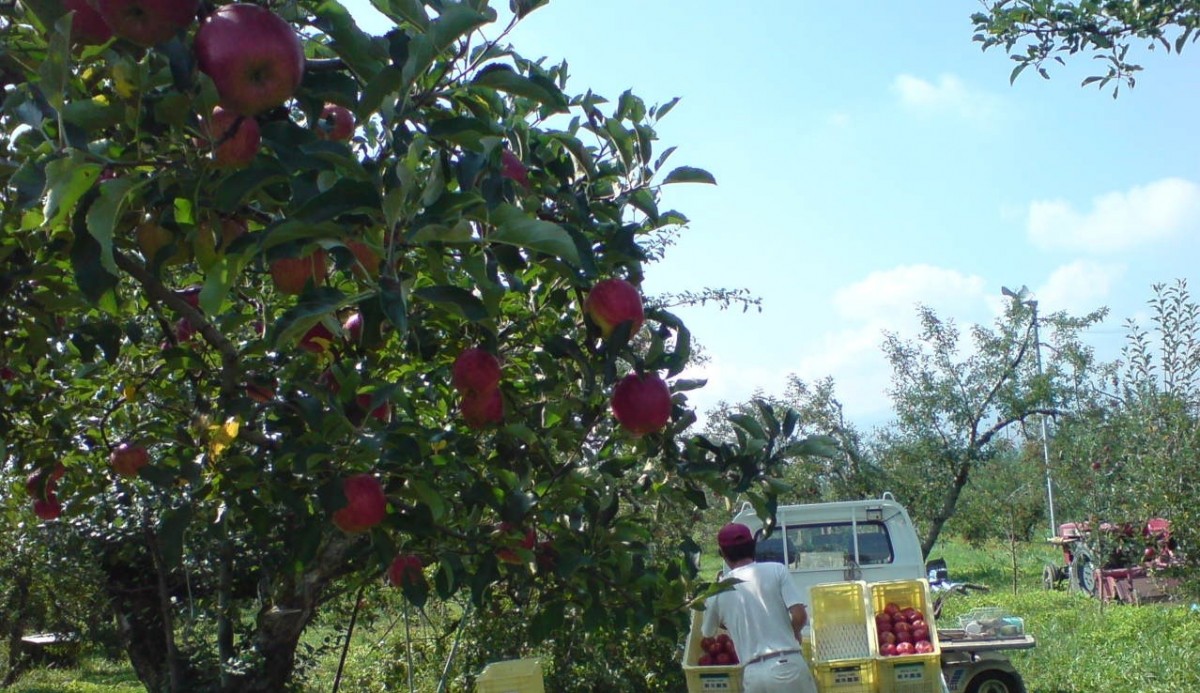 Scenery of the orchard
